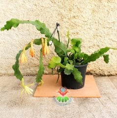 DEV BOY Atlas Çiçeği, Epiphyllum Oxypetalum-Beyaz Renk Büyük Çiçekli-Anaç-60+cm Uzunluk-30cm Saksıda