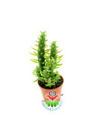 Austrocylindropuntia Subulata (Opuntia Subulata) 5,5 cm Saksıda 8+ cm Uzunlukta Saksı Dolusu