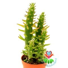Austrocylindropuntia Subulata (Opuntia Subulata) 5,5 cm Saksıda 8+ cm Uzunlukta Saksı Dolusu