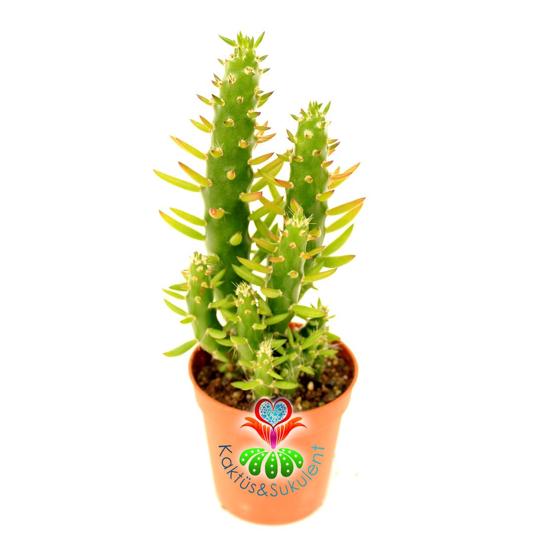 Austrocylindropuntia Subulata (Opuntia Subulata) 5,5 cm Saksıda 8+ cm Uzunlukta Saksı Dolusu