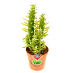 Austrocylindropuntia Subulata (Opuntia Subulata) 5,5 cm Saksıda 8+ cm Uzunlukta Saksı Dolusu