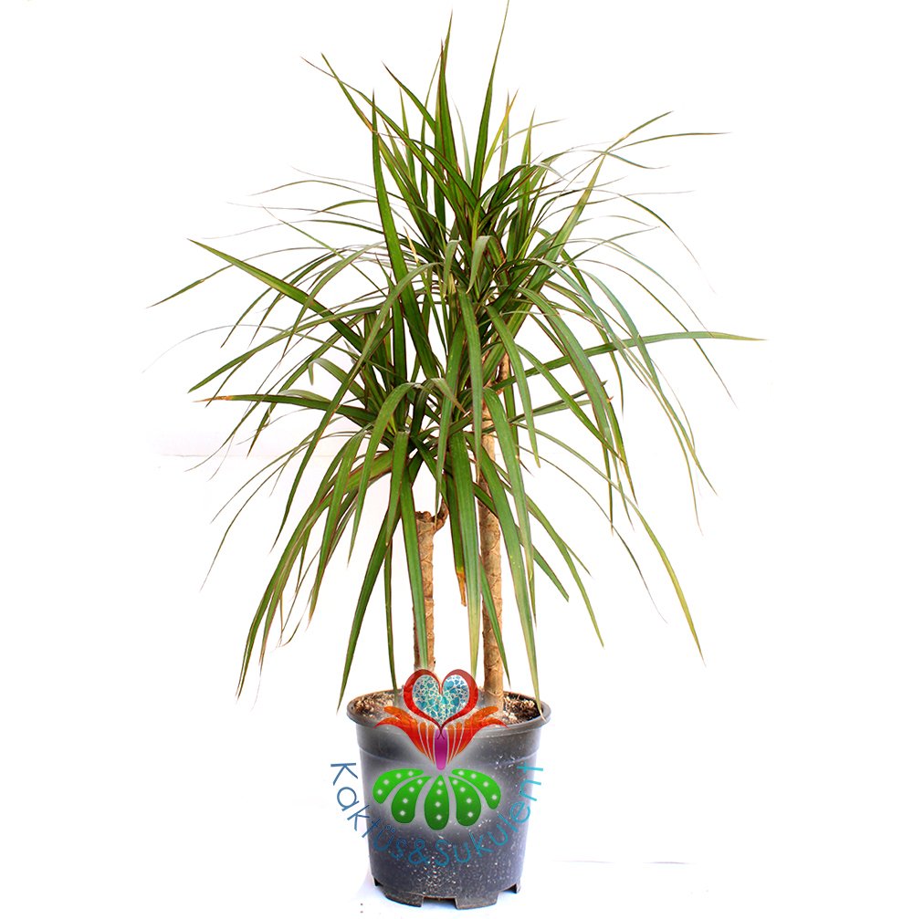 Evdeki Havayı Temizleyen Bitki Dracena Marginata,Madagaskar Dragon Ağacı, 30+ cm Uzunluk,Canlı Dekor