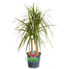 Evdeki Havayı Temizleyen Bitki Dracena Marginata,Madagaskar Dragon Ağacı, 30+ cm Uzunluk,Canlı Dekor