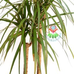 Evdeki Havayı Temizleyen Bitki Dracena Marginata,Madagaskar Dragon Ağacı, 30+ cm Uzunluk,Canlı Dekor