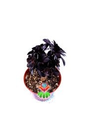 Aeonium Arboreum ''Black Rose'' (Zwartkop) Siyah Yapraklı -8,5 cm Saksıda