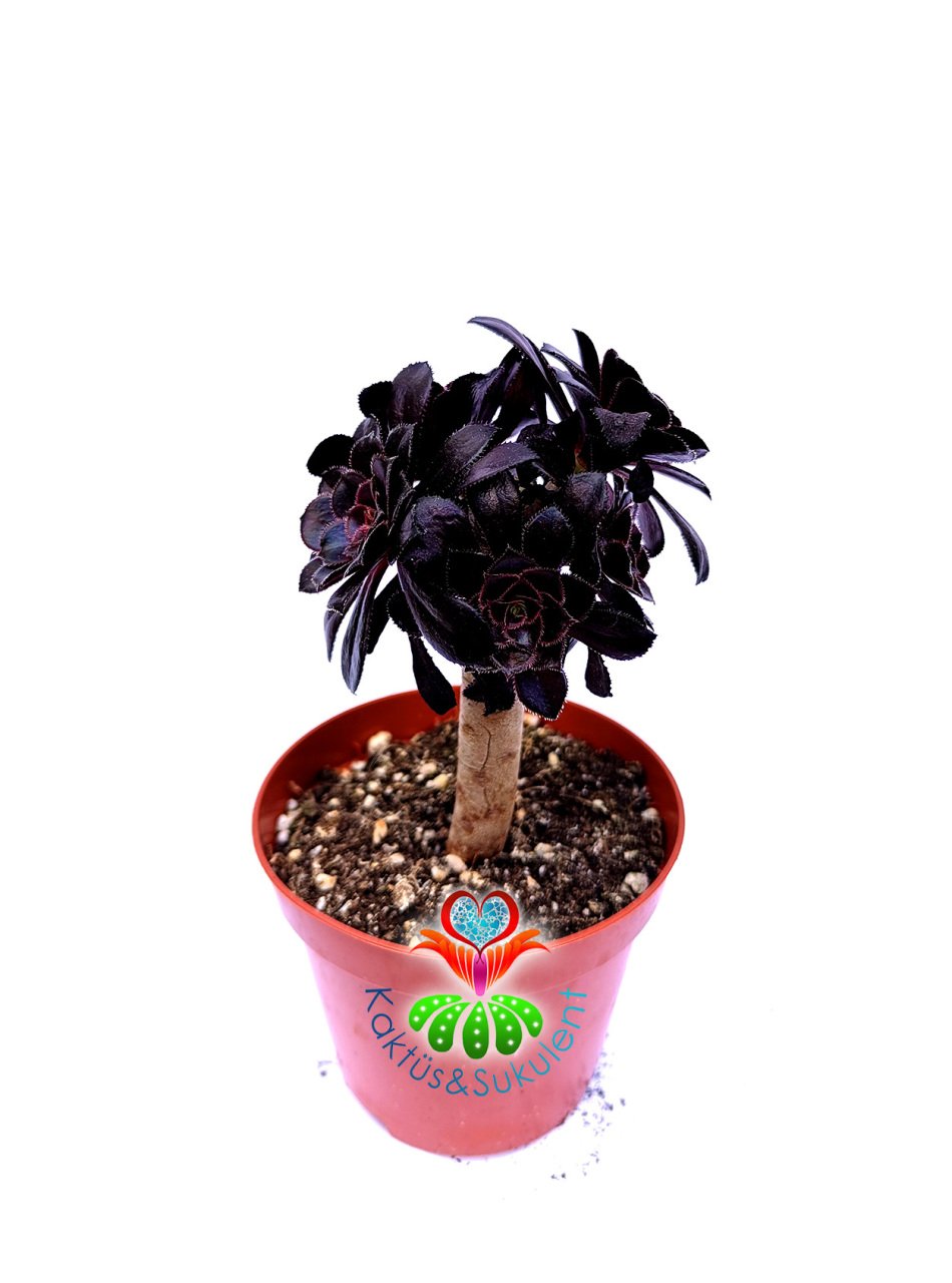 Aeonium Arboreum ''Black Rose'' (Zwartkop) Siyah Yapraklı -8,5 cm Saksıda