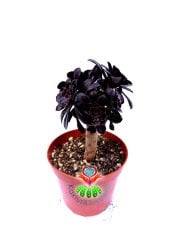 Aeonium Arboreum ''Black Rose'' (Zwartkop) Siyah Yapraklı -8,5 cm Saksıda