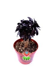Aeonium Arboreum ''Black Rose'' (Zwartkop) Siyah Yapraklı -8,5 cm Saksıda