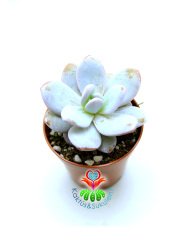 Pachyphytum Powder Puff 5,5 cm Saksılı Nadir Tür Sukulent