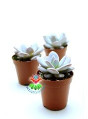 Pachyphytum Powder Puff 5,5 cm Saksılı Nadir Tür Sukulent