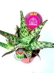 Aloe Pink Blush 8,5 cm Saksılı Pembeleşen Aloe Sukulent