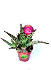 Aloe Pink Blush 8,5 cm Saksılı Pembeleşen Aloe Sukulent