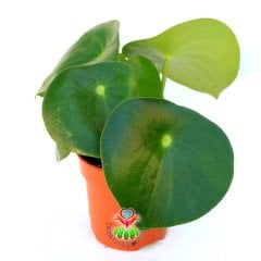 Peperomia ''Raindrop'' Yağmur Damlası - Dev Yeşil Para Yapraklı Nadir Sukulent 10,5 cm Saksılı