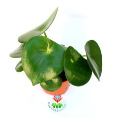 Peperomia ''Raindrop'' Yağmur Damlası - Dev Yeşil Para Yapraklı Nadir Sukulent 10,5 cm Saksılı