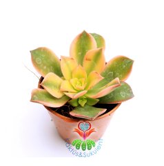 Aeonium 'Kiwi' -Güneşte Yaprağı Pembeleşir- 5,5 cm saksıda -Teraryum, Mini Bahçe, Kaktüs
