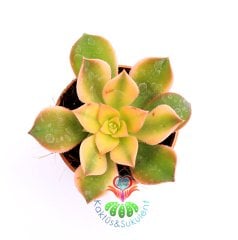 Aeonium 'Kiwi' -Güneşte Yaprağı Pembeleşir- 5,5 cm saksıda -Teraryum, Mini Bahçe, Kaktüs