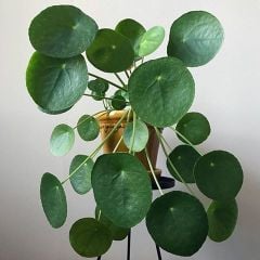 Çin Para Ağacı ,Pilea Peperomioides Mükemmel Yuvarlak Yumuşak Yapraklı Nadir Bitki, 10,5 cm Saksılı 20 cm Boyda