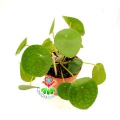 Çin Para Ağacı ,Pilea Peperomioides Mükemmel Yuvarlak Yumuşak Yapraklı Nadir Bitki, 10,5 cm Saksılı 20 cm Boyda