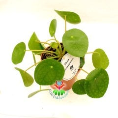 Çin Para Ağacı ,Pilea Peperomioides Mükemmel Yuvarlak Yumuşak Yapraklı Nadir Bitki, 10,5 cm Saksılı 20 cm Boyda