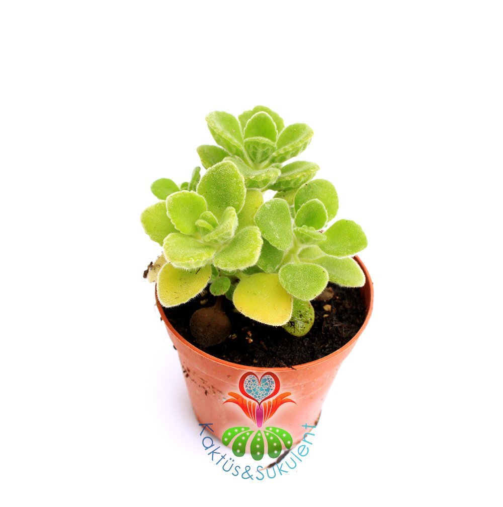 Kendisi Mis Kokulu 'Küba Kekiği' - Plectranthus Amboinicus- 5,5 cm saksıda-Teraryum, Kaktüs