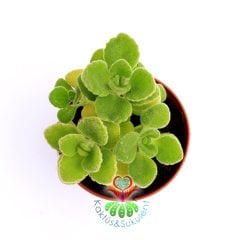 Kendisi Mis Kokulu 'Küba Kekiği' - Plectranthus Amboinicus- 5,5 cm saksıda-Teraryum, Kaktüs