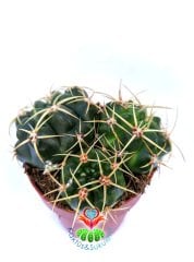 Gymnocalycium Monvillei 8,5 cm Saksılı en az 3 lü Formda Kaktüs Bol Çiçek Açar