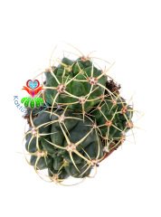 Gymnocalycium Monvillei 8,5 cm Saksılı en az 3 lü Formda Kaktüs Bol Çiçek Açar