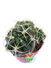 Gymnocalycium Monvillei 8,5 cm Saksılı en az 3 lü Formda Kaktüs Bol Çiçek Açar