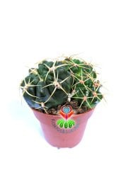 Gymnocalycium Monvillei 8,5 cm Saksılı en az 3 lü Formda Kaktüs Bol Çiçek Açar