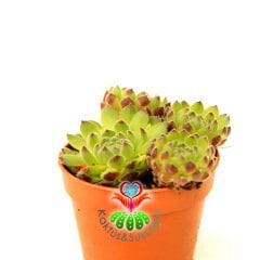 Sempervivum Armenum var. Sosnowskyi 5,5 cm Saksıda Uçları Bordo Yeşil Tüylü Yapraklı  Sukulent