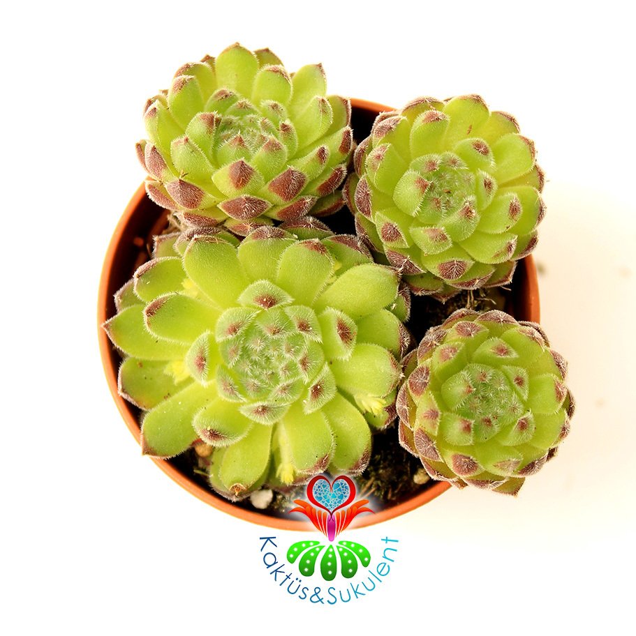 Sempervivum Armenum var. Sosnowskyi 5,5 cm Saksıda Uçları Bordo Yeşil Tüylü Yapraklı  Sukulent