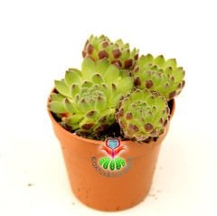Sempervivum Armenum var. Sosnowskyi 5,5 cm Saksıda Uçları Bordo Yeşil Tüylü Yapraklı  Sukulent