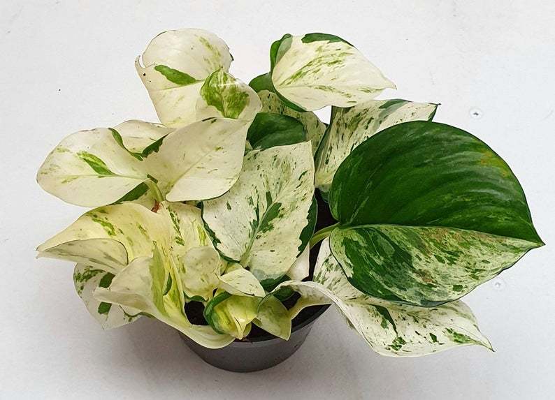 Mutluluk Çiçeği,Epipremnum Pinnatum 'Happy Leaf Sarı Yeşil Şeffaf Yapraklı 12 cm Saksılı Sarkan Bitki