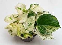 Mutluluk Çiçeği,Epipremnum Pinnatum 'Happy Leaf Sarı Yeşil Şeffaf Yapraklı 12 cm Saksılı Sarkan Bitki