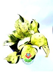 Mutluluk Çiçeği,Epipremnum Pinnatum 'Happy Leaf Sarı Yeşil Şeffaf Yapraklı 12 cm Saksılı Sarkan Bitki