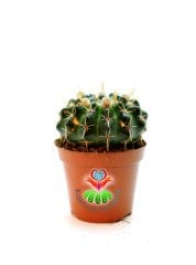 Notocactus Submammulosus Tomurcuklu Çiçeği Üzerinde 8 cm saksılı