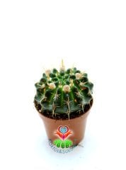 Notocactus Submammulosus Tomurcuklu Çiçeği Üzerinde 8 cm saksılı