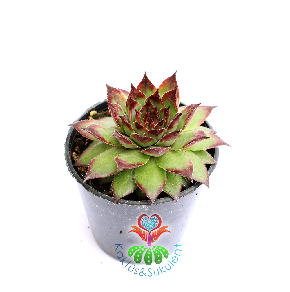 Sempervivum Calcareum-Koyu Bordo Yeşil Yapraklı- 8,5 cm saksıda-