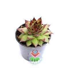 Sempervivum Calcareum-Koyu Bordo Yeşil Yapraklı- 8,5 cm saksıda-