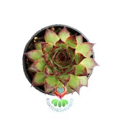 Sempervivum Calcareum-Koyu Bordo Yeşil Yapraklı- 8,5 cm saksıda-