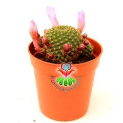 Rebutia Muscula Şuan Pembe Renk Çiçekli ve Tomurcuklu 5,5 cm Saksıda - Minik Sarı Dikenli Kaktüs