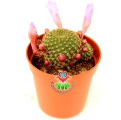 Rebutia Muscula Şuan Pembe Renk Çiçekli ve Tomurcuklu 5,5 cm Saksıda - Minik Sarı Dikenli Kaktüs