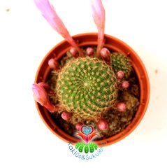 Rebutia Muscula Şuan Pembe Renk Çiçekli ve Tomurcuklu 5,5 cm Saksıda - Minik Sarı Dikenli Kaktüs