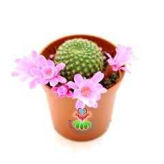 Rebutia Muscula Şuan Pembe Renk Çiçekli ve Tomurcuklu 5,5 cm Saksıda - Minik Sarı Dikenli Kaktüs
