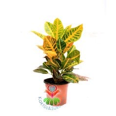 Codiaeum variegatum 'Petra'-Banana Croton -30+ cm Büyüklük- Rengarenk Yapraklı Hava Temizleyici