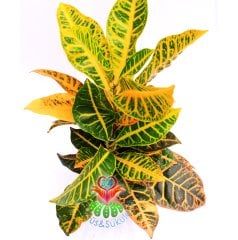 Codiaeum variegatum 'Petra'-Banana Croton -30+ cm Büyüklük- Rengarenk Yapraklı Hava Temizleyici