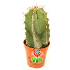 Lemaireocereus Pruinosus, Mükemmel Formlu 5,5 cm Saksıda 7+ cm Boy Gri Renk Kaktüs- Özel Seri