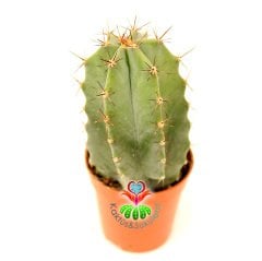 Lemaireocereus Pruinosus, Mükemmel Formlu 5,5 cm Saksıda 7+ cm Boy Gri Renk Kaktüs- Özel Seri