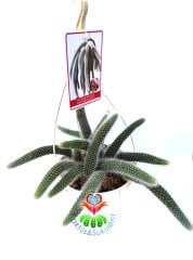 Maymun Kuyruğu Kaktüs, Hildewintera Colademononis, Monkey Tail, Askılı 12 cm Saksı Sarkan Nadir Tür
