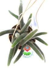 Maymun Kuyruğu Kaktüs, Hildewintera Colademononis, Monkey Tail, Askılı 12 cm Saksı Sarkan Nadir Tür